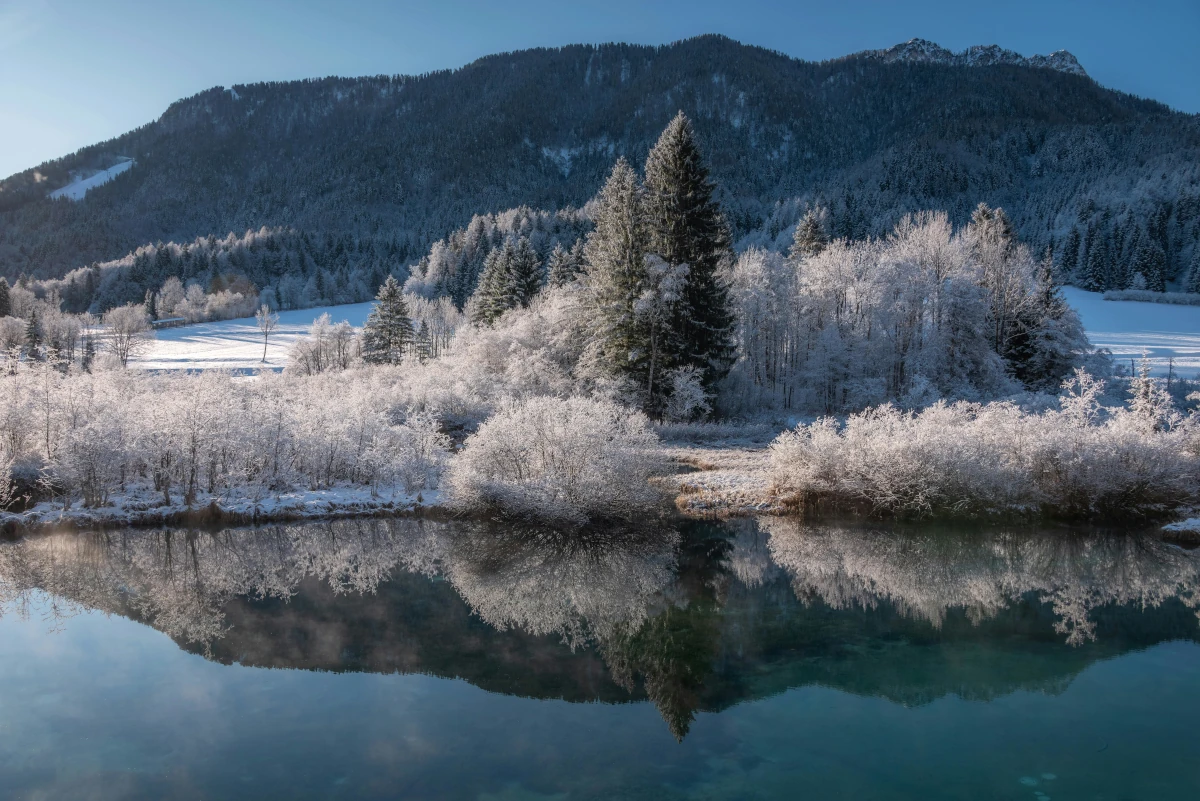 trees-ner-body-of-water